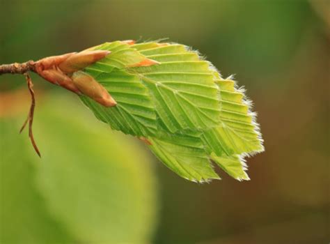 Bourgeons et feuilles de hêtre commun