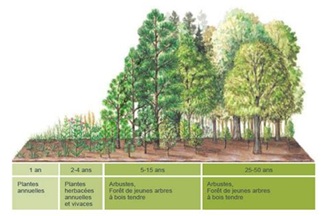 Schéma de la compétition entre arbres en forêt
