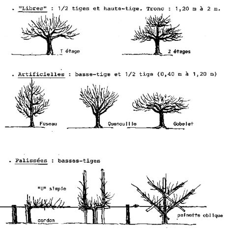 Schéma des différentes formes de taille du prunier (gobelet, pyramide, fuseau)