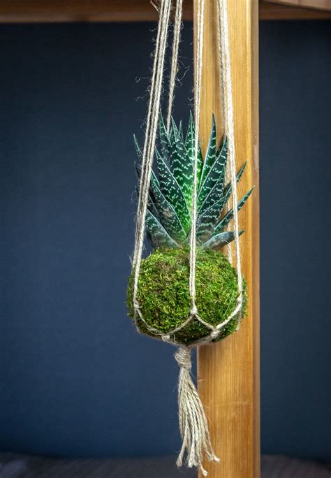 Un kokedama suspendu avec une plante grasse