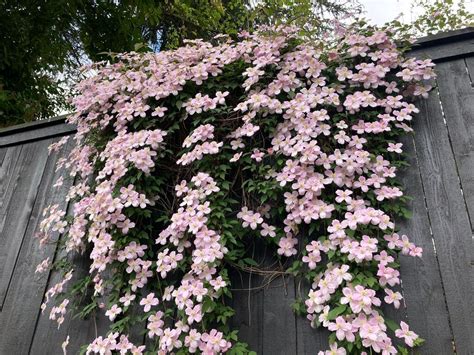Illustration d'une Clematis montana Mayleen en pleine floraison printanière sur un treillage