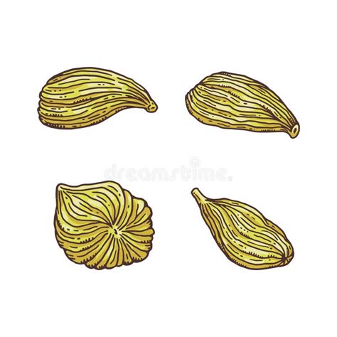 Quatre semences chaudes illustration