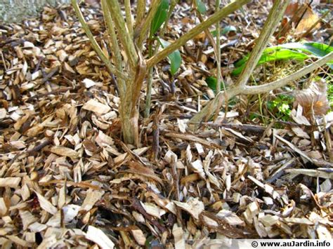 Gros plan sur le paillage organique protégeant le sol