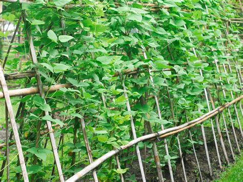 Plantation de haricots grimpants sur tuteurs en bambou