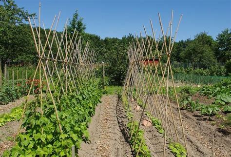 Schéma de disposition des poquets de haricots autour d'une rame