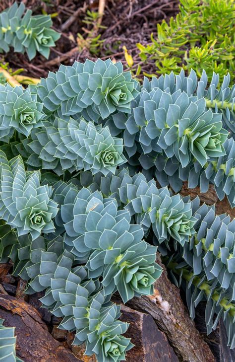 Illustration montrant la diversité morphologique des Euphorbes, des variétés succulentes aux formes arborescentes.
