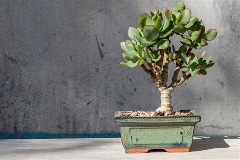 Un bonsaï Crassula ovata sculpté en style cascade, mettant en valeur son tronc sinueux et ses feuilles charnues.