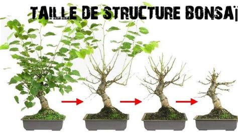 Schéma illustrant la technique de taille de structure pour un bonsaï Crassula, en mettant l'accent sur la sélection des branches pour le style cascade.