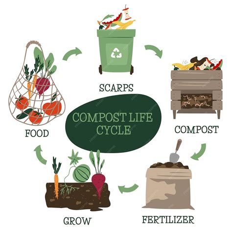 Infographie illustrant le cycle de vie du bambou : de la pousse rapide au compostage domestique
