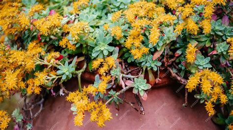 Gros plan sur une fleur jaune de Sedum palmeri