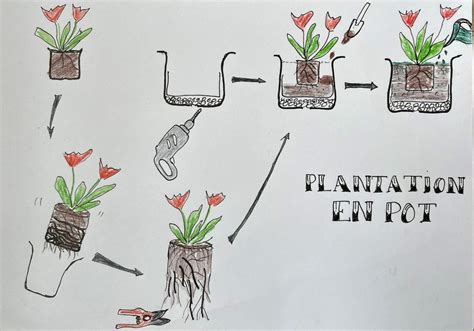 Schéma explicatif de la technique de bassinage pour les plantes en pot