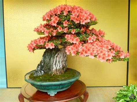 Photographie détaillée d'un bonsaï en fleurs