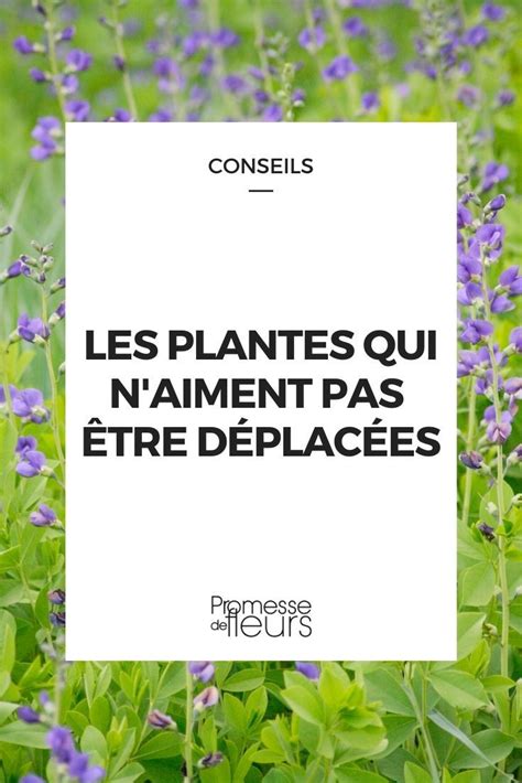 Infographie montrant les plantes qui aiment et qui n'aiment pas le fumier