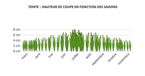 schéma comparatif hauteur de coupe gazon