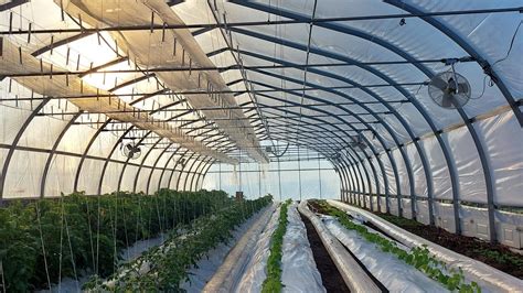 Maraîcher récoltant des légumes en serre