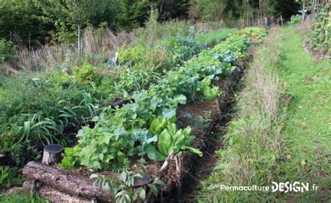Exemple de vignoble en permaculture
