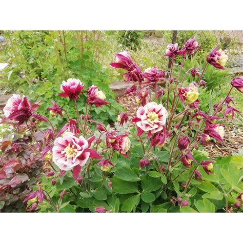 Ancolie Winky Double Red White en pleine floraison