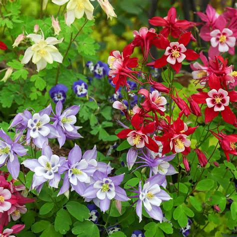 Massif d'Aquilegia Mc Kana multicolore