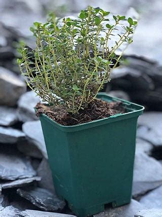 Jeunes plants de thym fraîchement repiqués