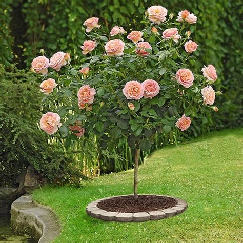 Rosier en pleine floraison dans un jardin ensoleillé