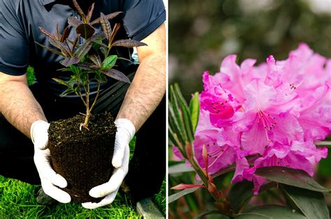 Rhododendron en fleurs sous un ciel bleu dégagé