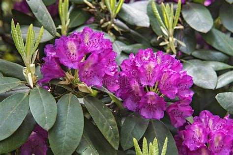 Gros plan sur les fleurs de rhododendron aux teintes violettes