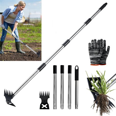 Arrachage manuel des mauvaises herbes au pied d'un framboisier