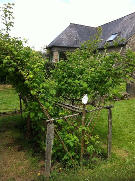 Framboisiers palissés sur un treillage avec des cannes attachées