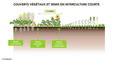 Schéma illustrant les bénéfices des couverts végétaux pour le sol