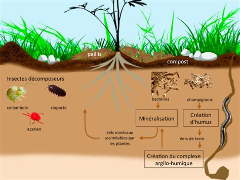 Diagramme montrant les interactions entre couverts végétaux et vie du sol
