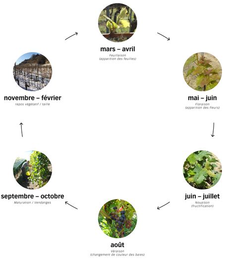 Schéma illustrant le cycle annuel du jardin en permaculture