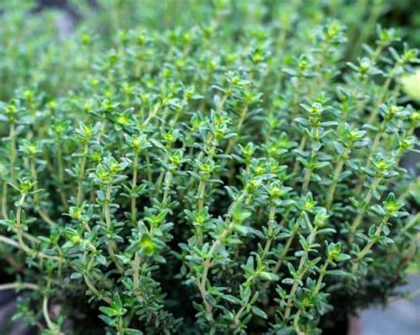 herbes aromatiques incluant du thym dans un potager méditerranéen