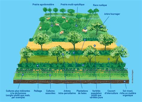 Plan plantation moringa en agroforesterie