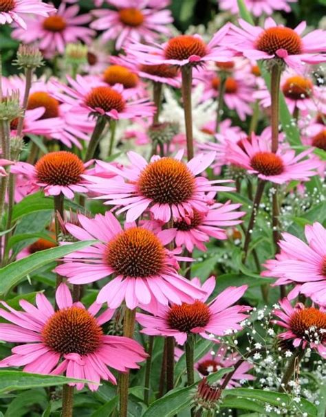 Exemples de plantes adaptées aux jardinières : Échinacée, Népta, Gaura, Hélénium