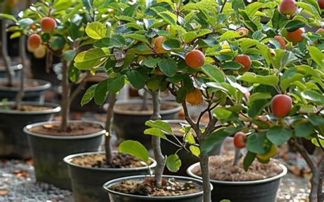 Diversité de fruits issus d'arbres nains