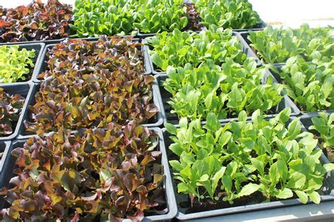 Photo de jeunes plants de légumes en pleine croissance