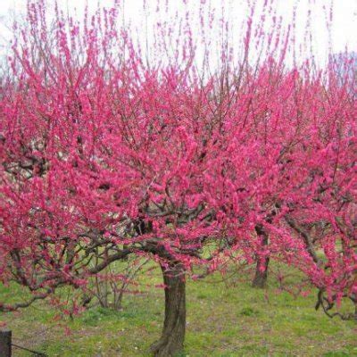 Abricotier du Japon en fleurs