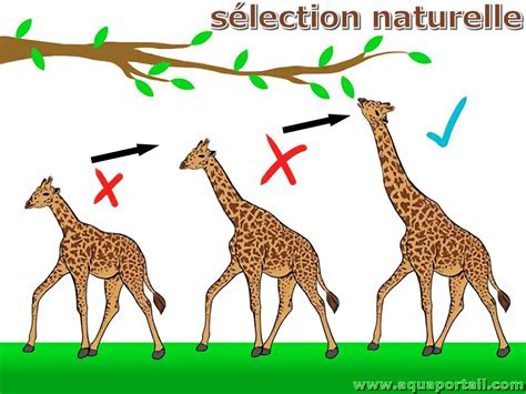 Schéma explicatif de la taille de sélection des branches