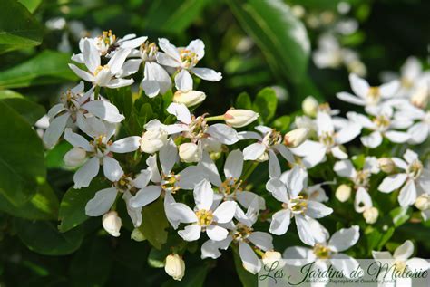Plan rapproché des fleurs blanches étoilées et du feuillage persistant de l'oranger du Mexique
