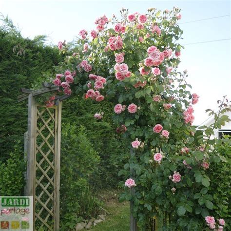 Rosier Pierre de Ronsard en pleine floraison sur une arche