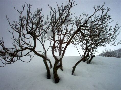 Figuier sous la neige