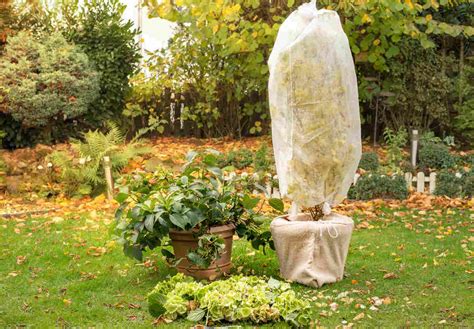 Figuier protégé par un voile d'hivernage