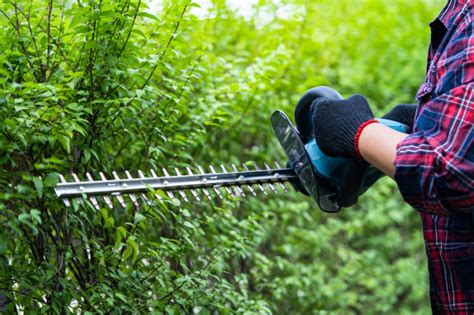 Outils essentiels pour la taille des haies