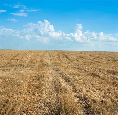 Champs de millet rouge sous un ciel bleu