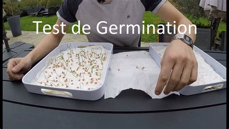 Test de germination de graines de millet