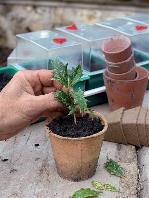 jardiniers échangeant des boutures de cognassier