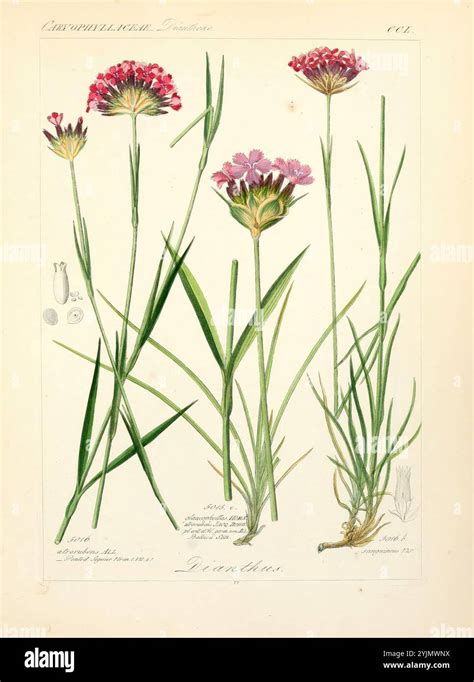 Illustration botanique montrant la disposition en ombelles des fleurs de coronille