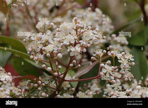 Gros plan sur les fleurs blanches du Photinia