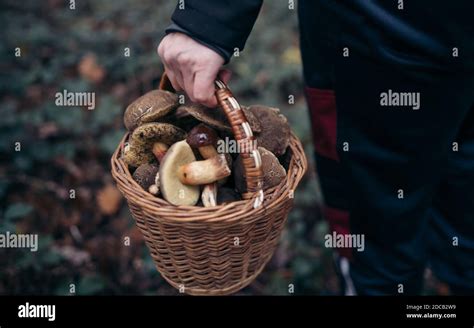 panier en osier rempli de champignons sauvages