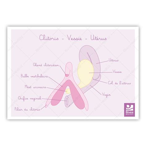 Schéma anatomique du clitoris montrant ses prolongements internes et sa connexion avec le système vasculaire